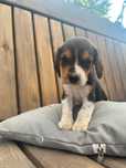 Beagle tricolor chip