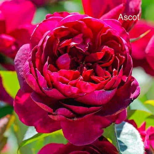Троянди англійські Pomponella, Pink piano, Red piano,Carey, Constance