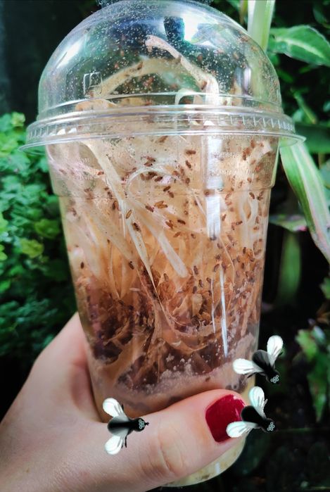 Muszki owocówki oba rodzaje, pokarm dla gekonów, żab, modliszek, pająk