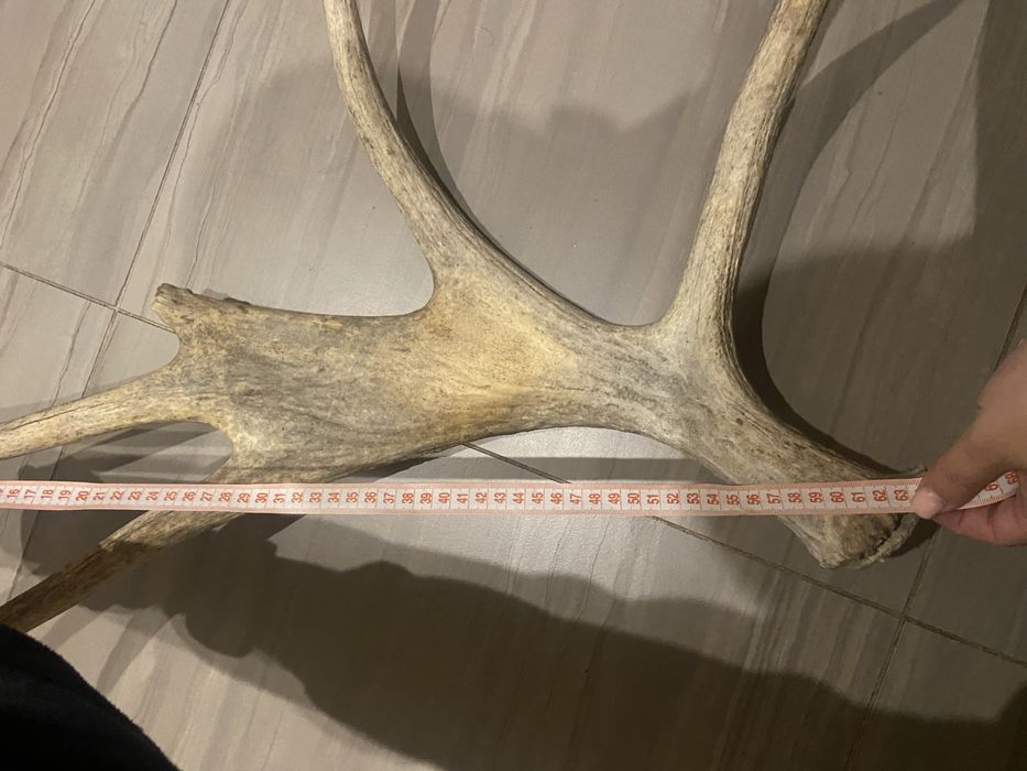 Продам рога оленя