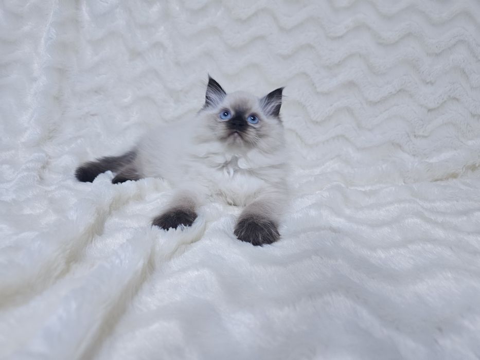 Koteczka Ragdoll (kocięta Ragdoll)