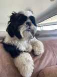 Shih Tzu suczka 3 lata