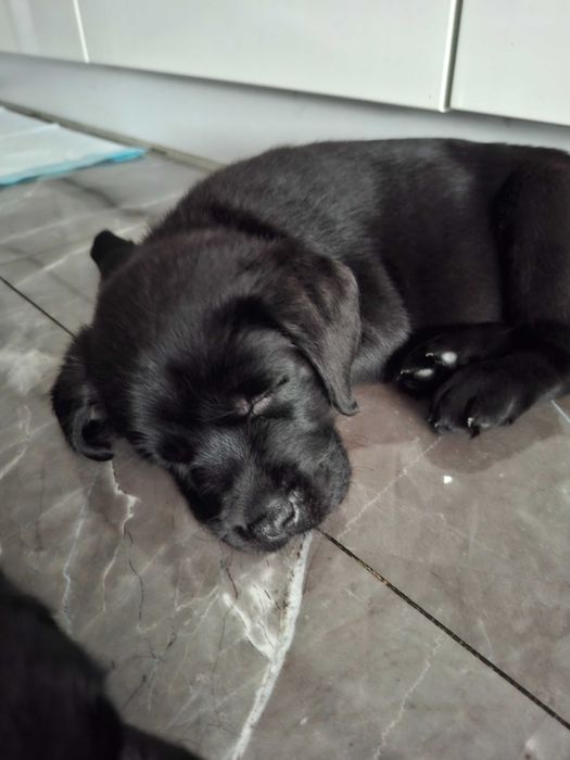 Labradory na sprzedaz