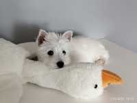 Suczka Mia gotowa do zmiany domku West Highland White Terrier