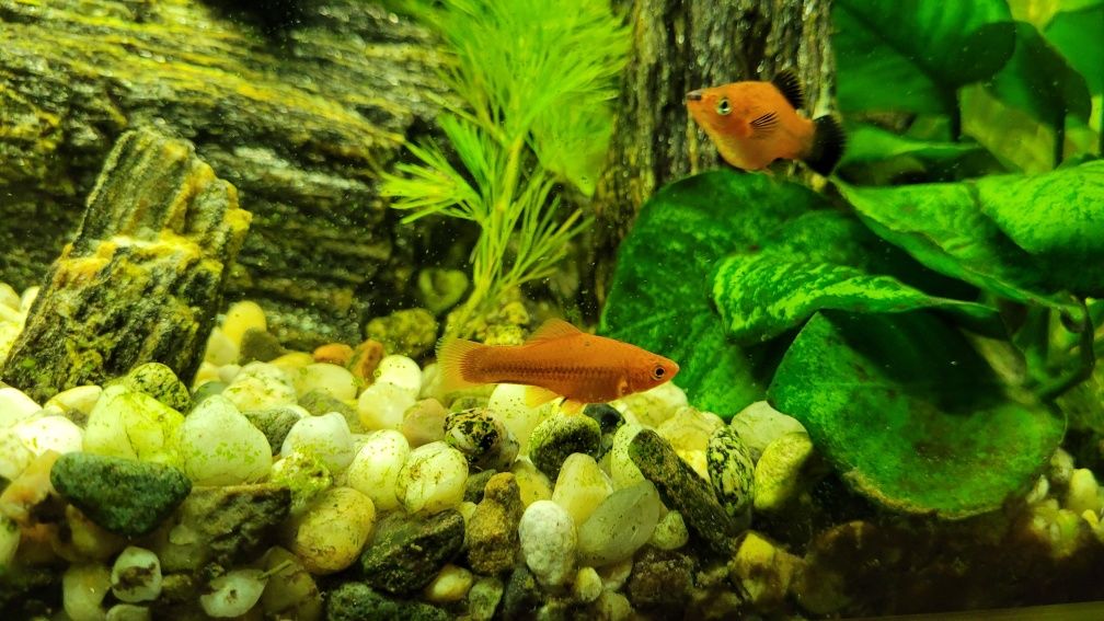 Mieczyki, czerwone i zielone, rybki do akwarium