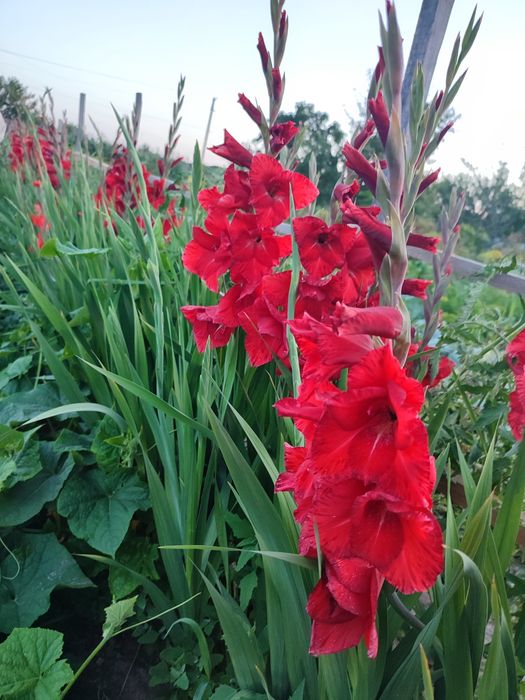 Великі цибулини червоних гладіолусів 20 шт.