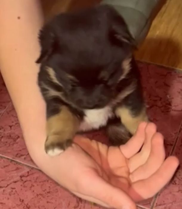 Собачка в добрі руки