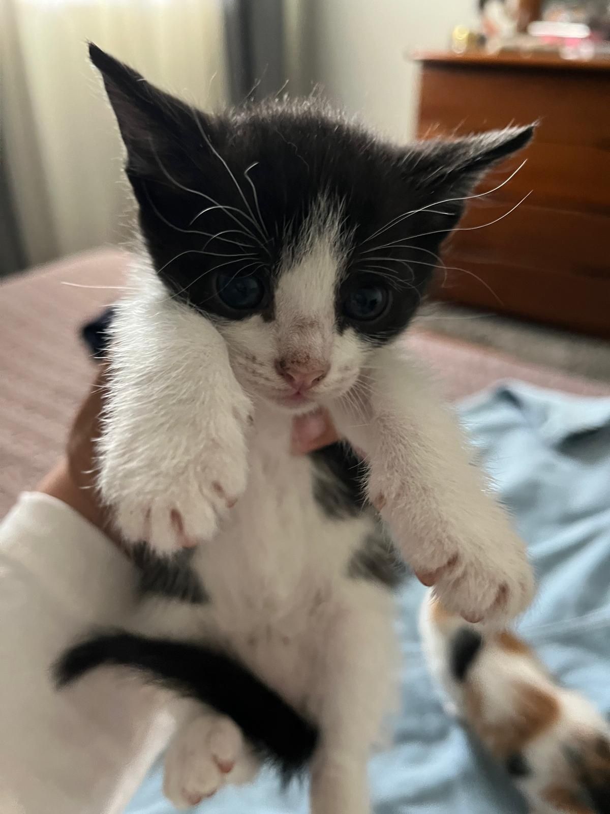 Gatos meigos para dar