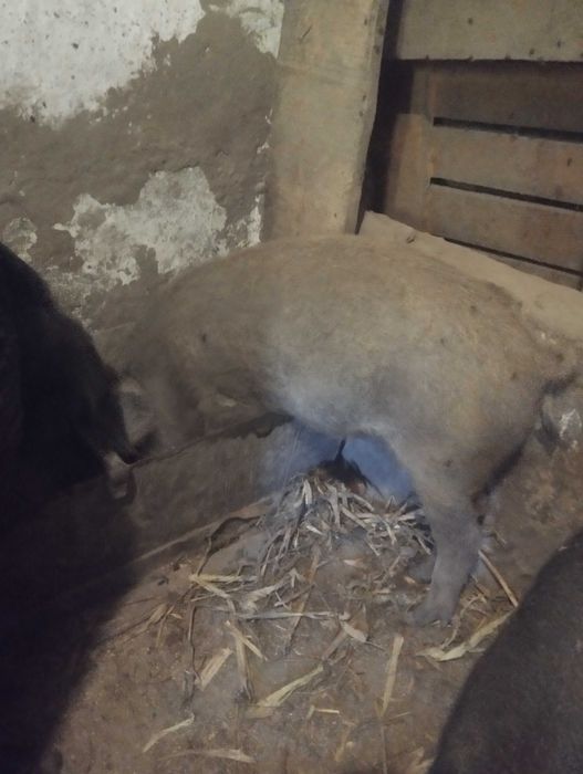 Продам поросята мангали