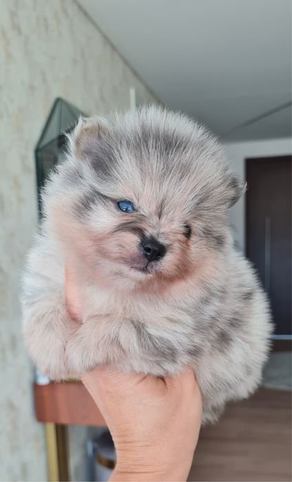 Exuberante Menino Lulu da Pomerânia mini de Qualidade