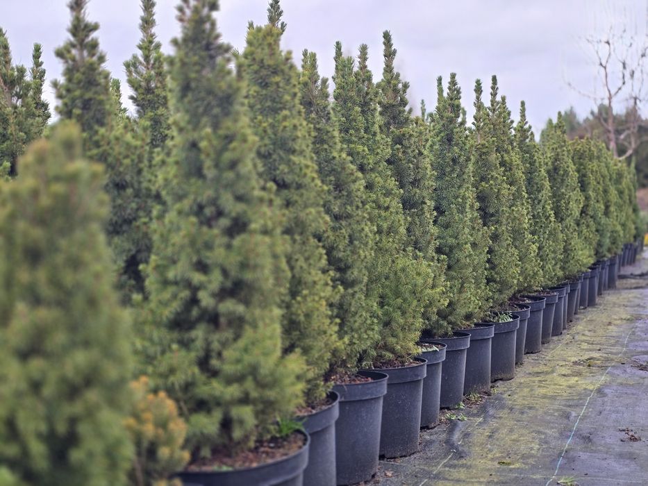 Живі різдвяні ялинки