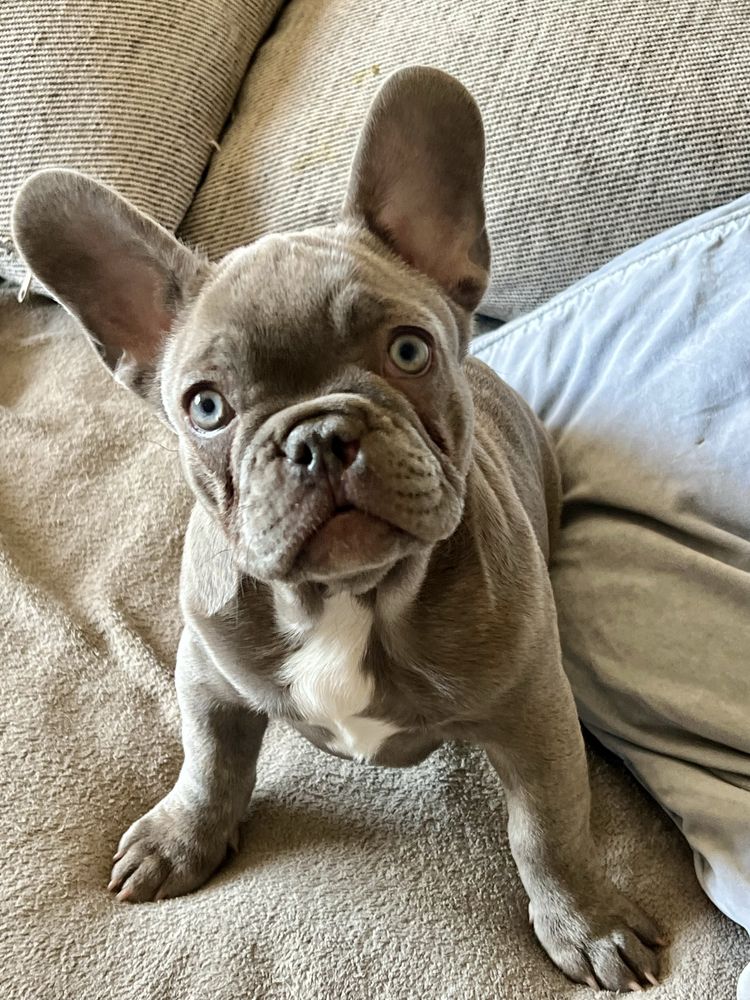 Buldog francuski lilac liliowy lilak nie blue niebieski
