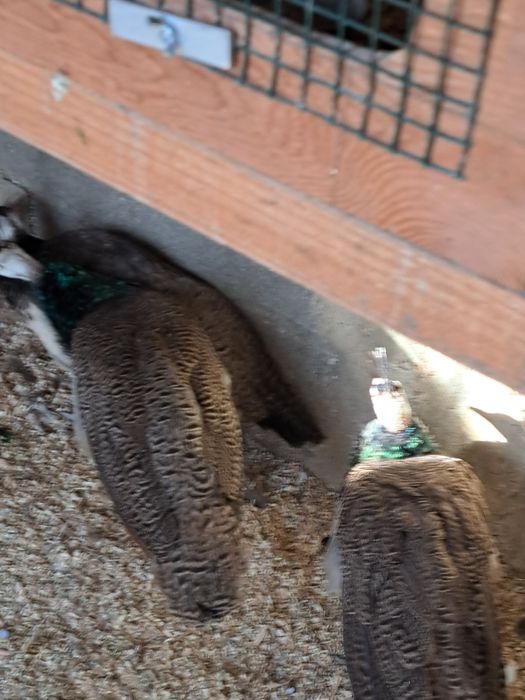 A venda jovens pavoēs