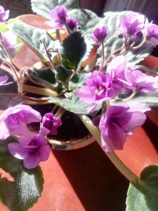 Фіалка (сенполія)«Поль Баньян»