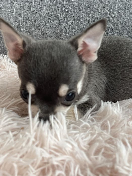 Malenki piesek chihuahua do odbioru