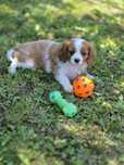 Cavalier King Charles Spaniel - urocza suczka
