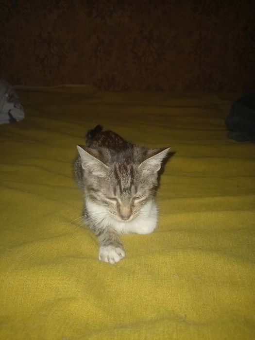 Бесплатно отдам котят