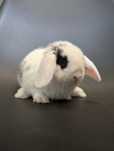 Mini lop, baranek miniaturka, metryka