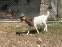Cabrito Boer Puro