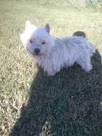 Piesek west highland white terrier