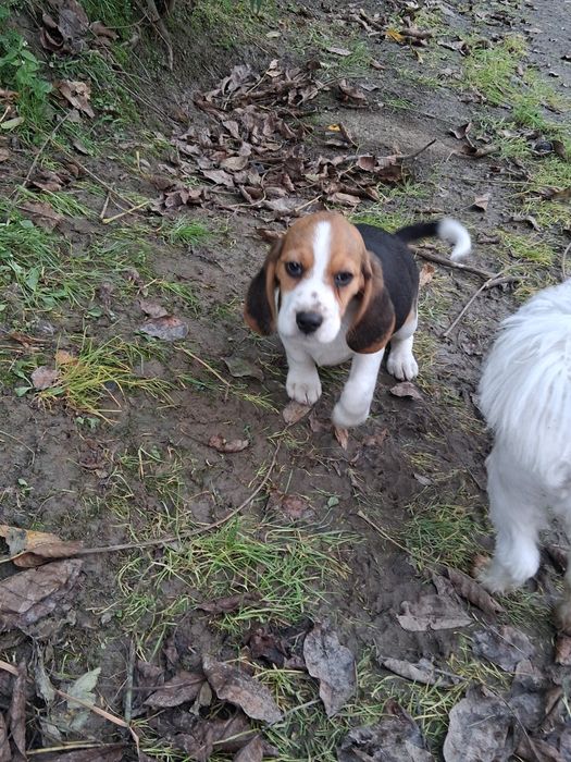 Szczeniak Beagle