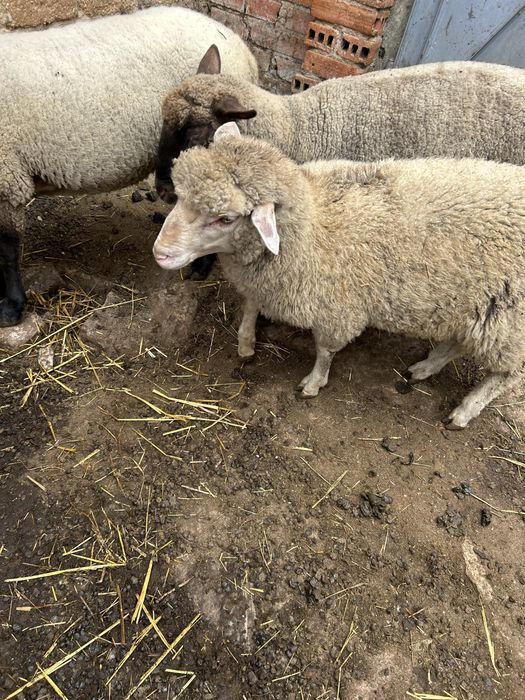 Ouvelhas animais de quinta