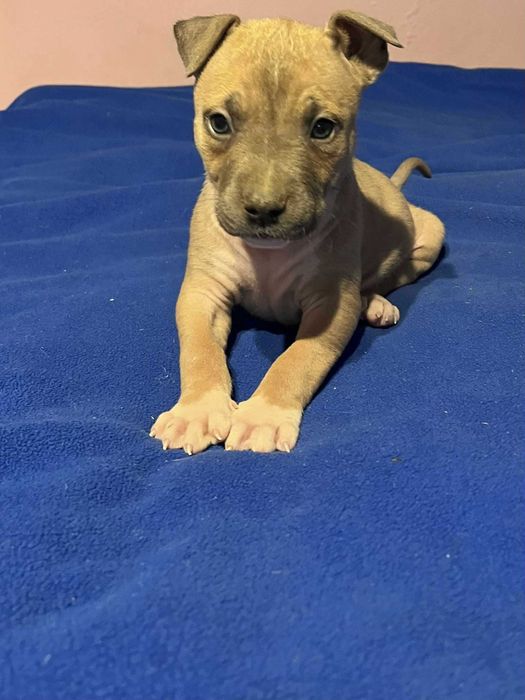 Amstaff mądry samiec