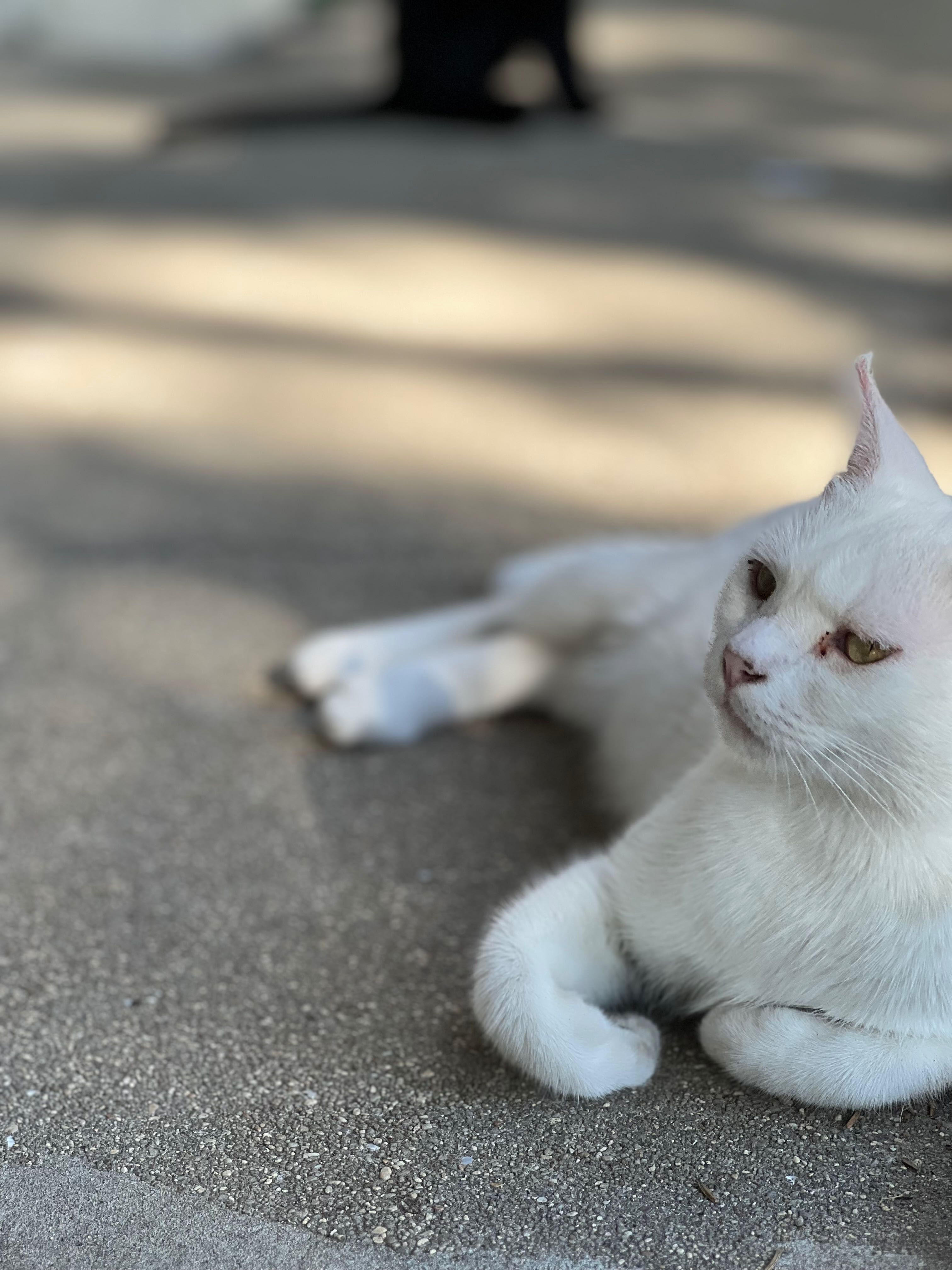 Gatinha branca para adoção - URGENTE