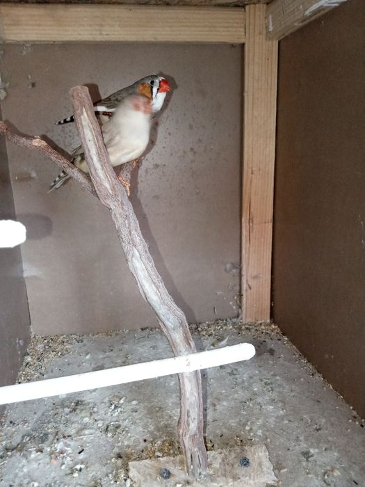 Mandarim casal bonitos