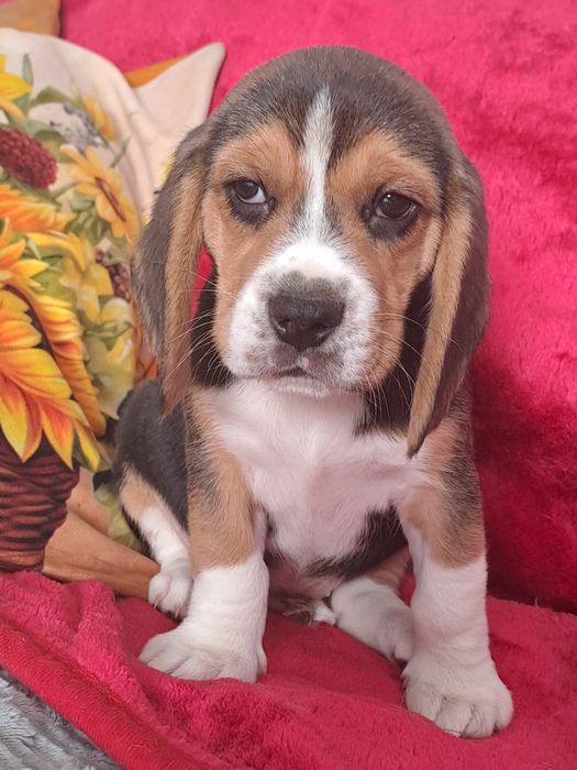 Beagle śliczny piesek.