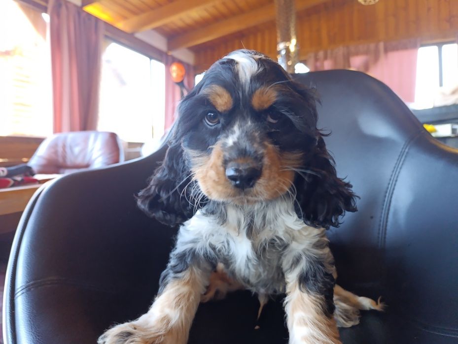 Cocker spaniel angielski.chlopak