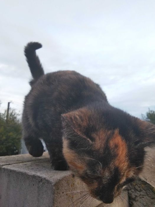 3-х місячна кішка