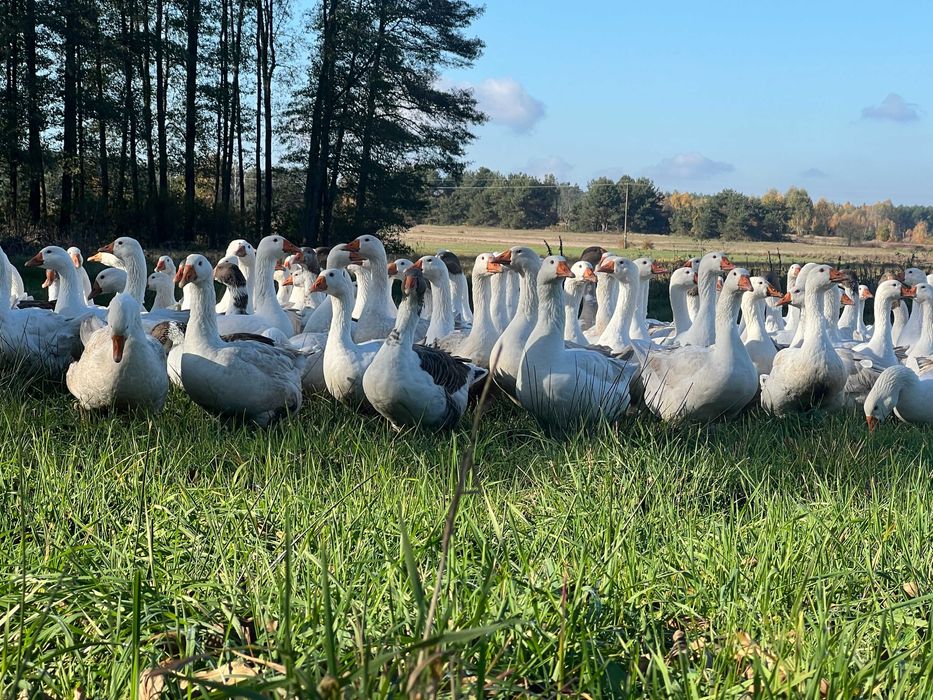 Sprzedam tuszki gęsi
