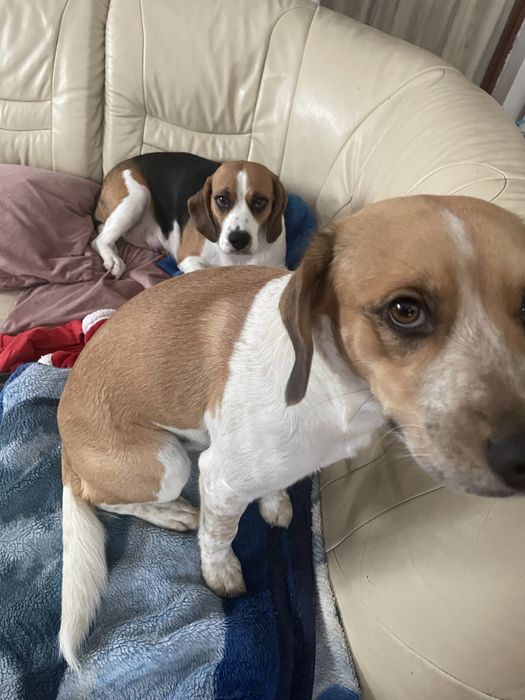 Beagle i beagle z owczarkiem australijskim