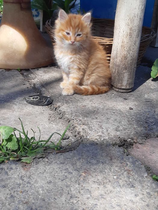 руде кошеня рижі котики котенок