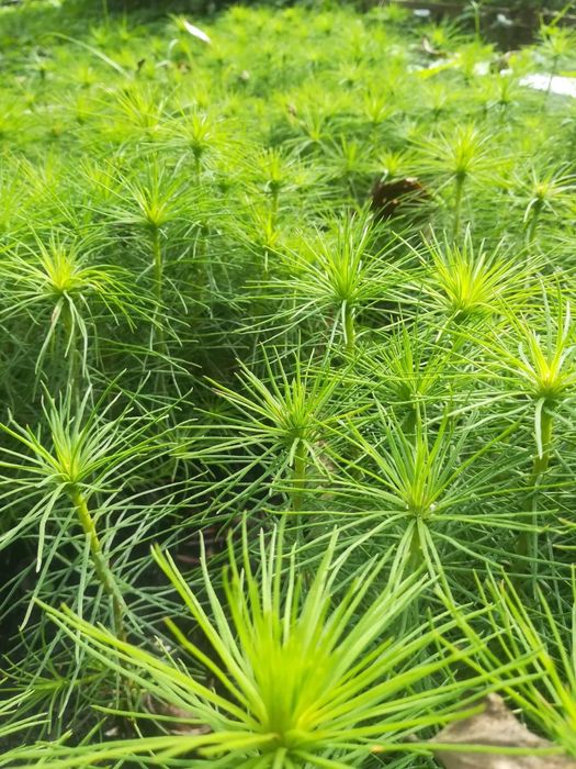 Sadzonki sosny cała Polska / sadzonki drzew leśnych podkarpackie