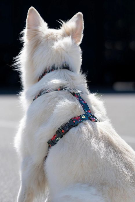 regulowana obroża dla psa kundelka beagle s/m 20 mm  zielona we wzory