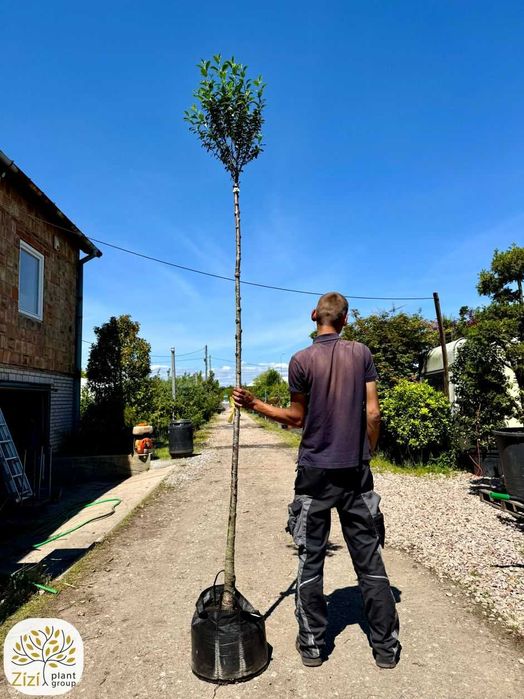 Prunus eminens Umbraculifera, wiśnia osobliwa, pień 220cm, obw.8-12cm