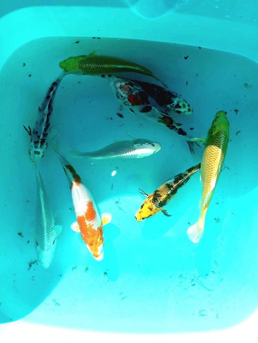 Продам малька кої, комети та інші види декоративних риб