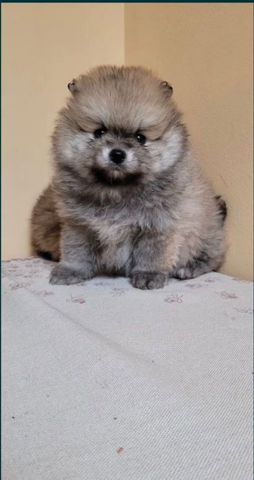 Szpic miniaturowy , Pomeranian