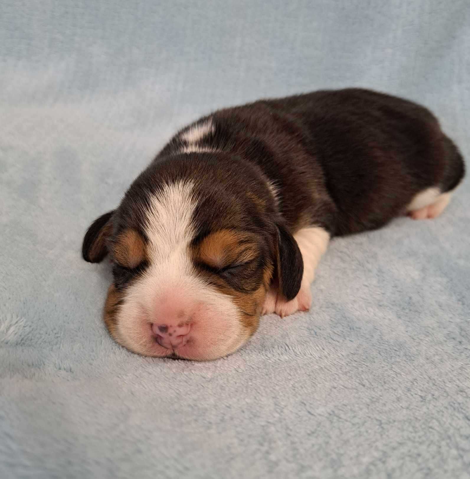 szczeniaki beagle, fantastyczny piesek, rasowy , ZKwP (FCI)