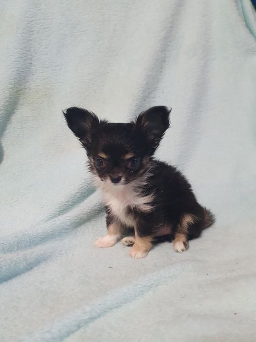 Девочка чихуахуа чёрная с подпалом триколор