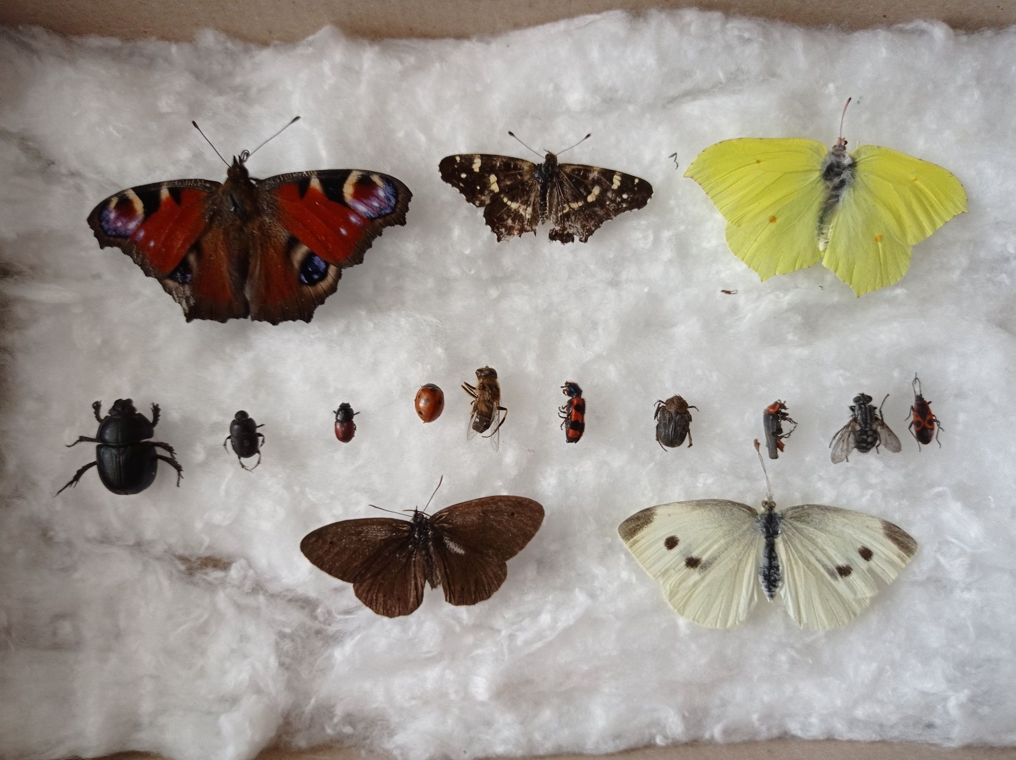Колекції комах жуки метелики
