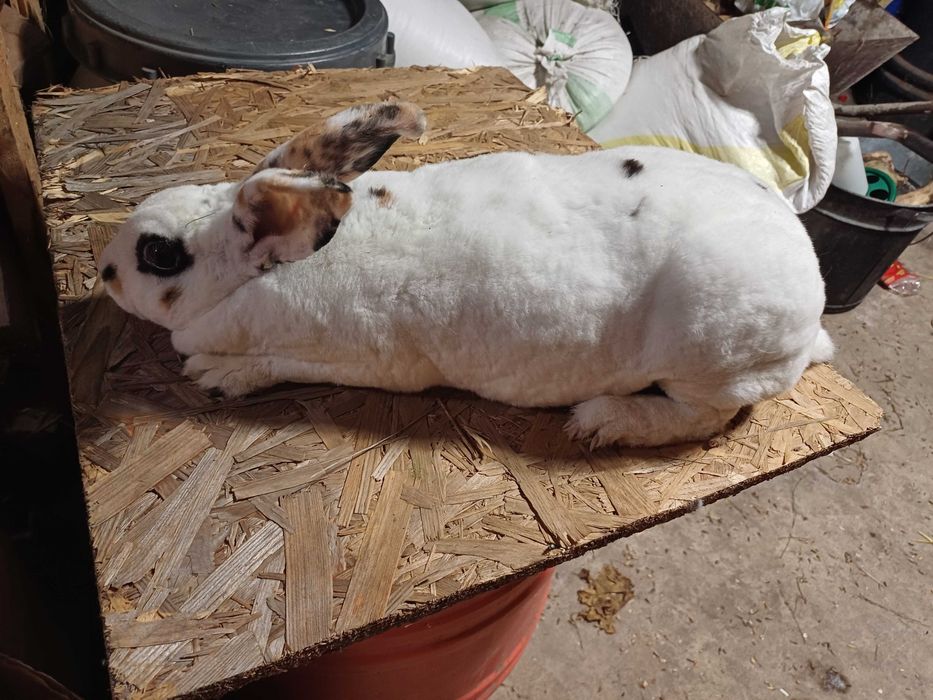 Sprzedam króliki rex miniaturka parka
