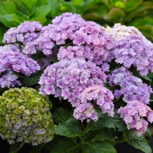 Гортензія Ю&Мі Перфекшн велика гортензия