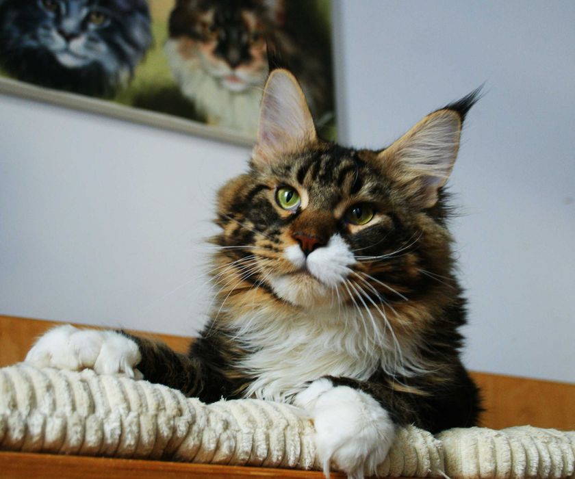 Maine Coon Polydactyl - kocurek