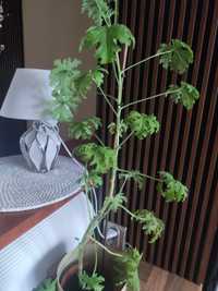 Roślina doniczkowa geranium/cytrynka