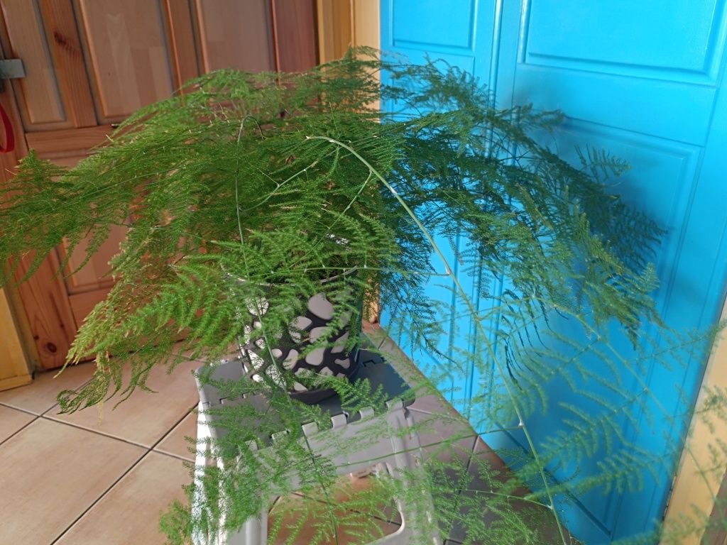 Kwiat Szparag pierzasty Paprotka