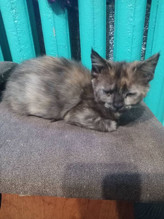 Віддам даром у хороші руки