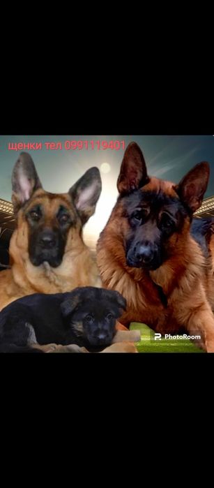 Шикарные щенки ,крупные.
